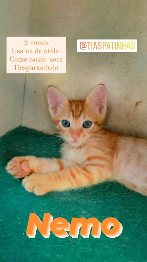 Gato ra a Srd idade 2 a 6 meses nome Nemo
