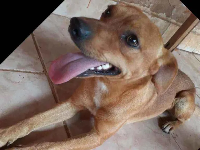 Cachorro ra a Vira-lata  idade 1 ano nome Tico 