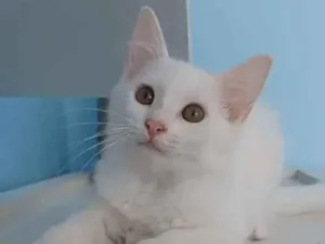 Gato raça Srd idade 2 a 6 meses nome Nina 
