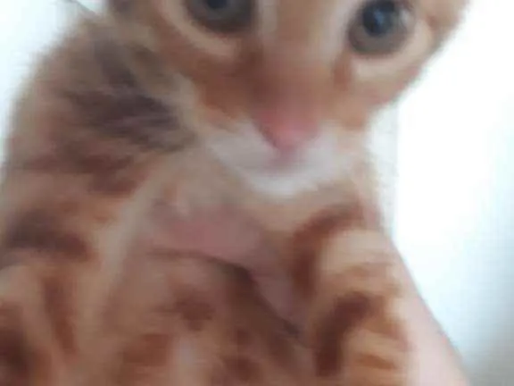 Gato ra a Desconhecido  idade 2 a 6 meses nome Pudim, Garfield e Ne