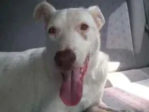 Cachorro raça Mestiça  idade 2 anos nome Thor