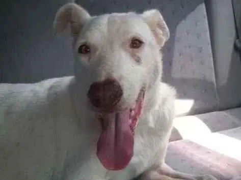 Cachorro raça Mestiça  idade 2 anos nome Thor