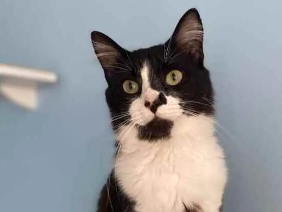 Gato ra a Srd idade 1 ano nome Chiquinho