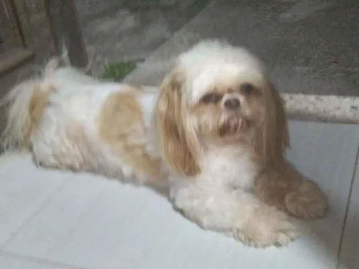 Cachorro ra a Shihtzu  idade 6 ou mais anos nome Barbie