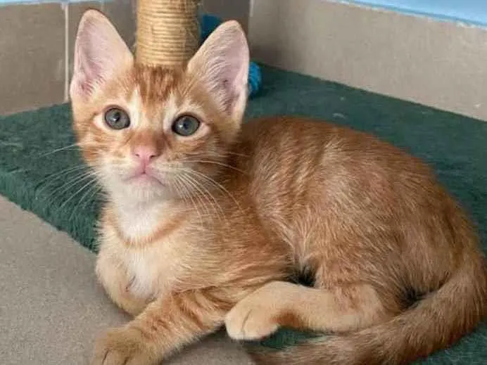 Gato ra a Srd idade 2 a 6 meses nome Nemo