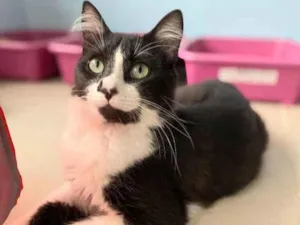 Gato raça Srd idade 1 ano nome Chiquinho