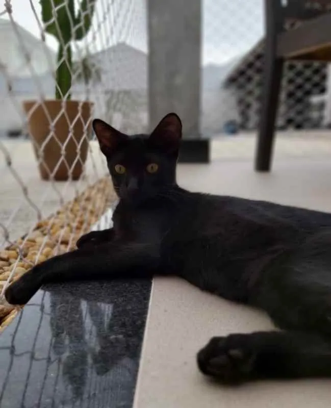 Gato raça Srd idade 2 a 6 meses nome Max