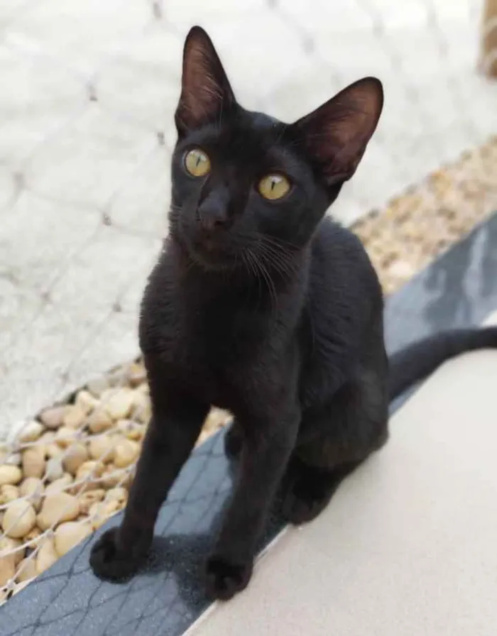 Gato raça Srd idade 2 a 6 meses nome Max