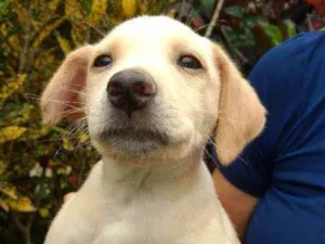 Cachorro raça SRD idade 2 a 6 meses nome Lucke