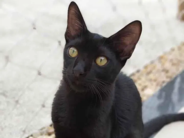 Gato raça Srd idade 2 a 6 meses nome Max