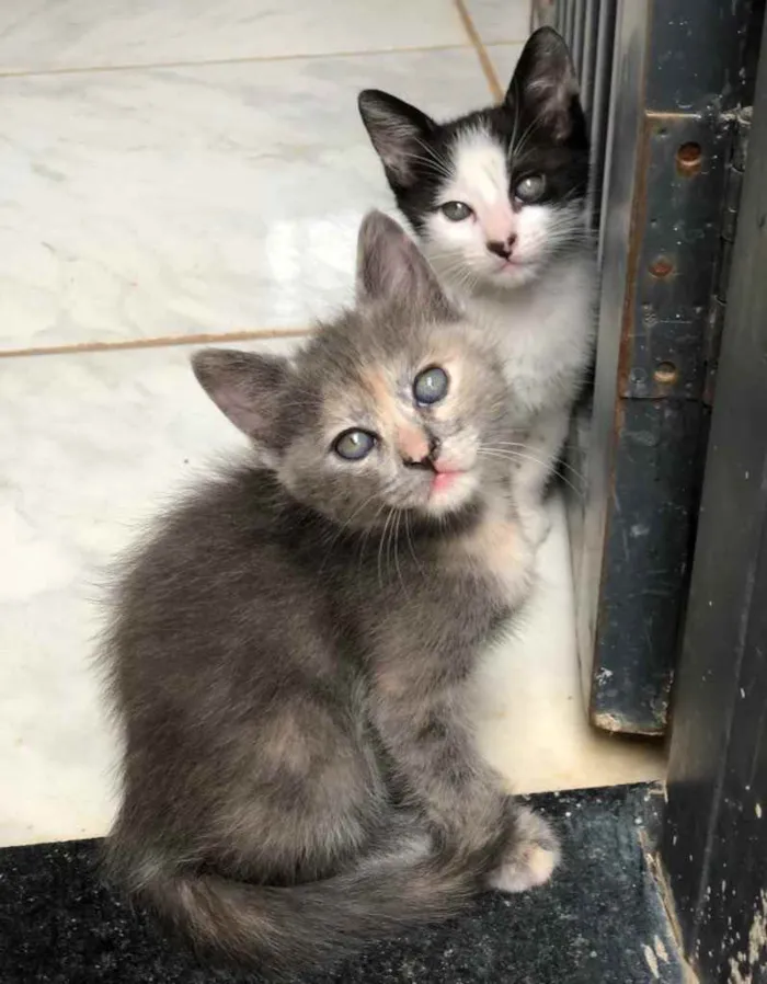 Gato ra a  idade 2 a 6 meses nome Neném e filhotinhos