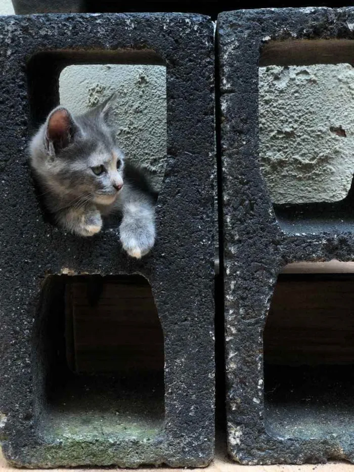 Gato ra a  idade 2 a 6 meses nome Neném e filhotinhos