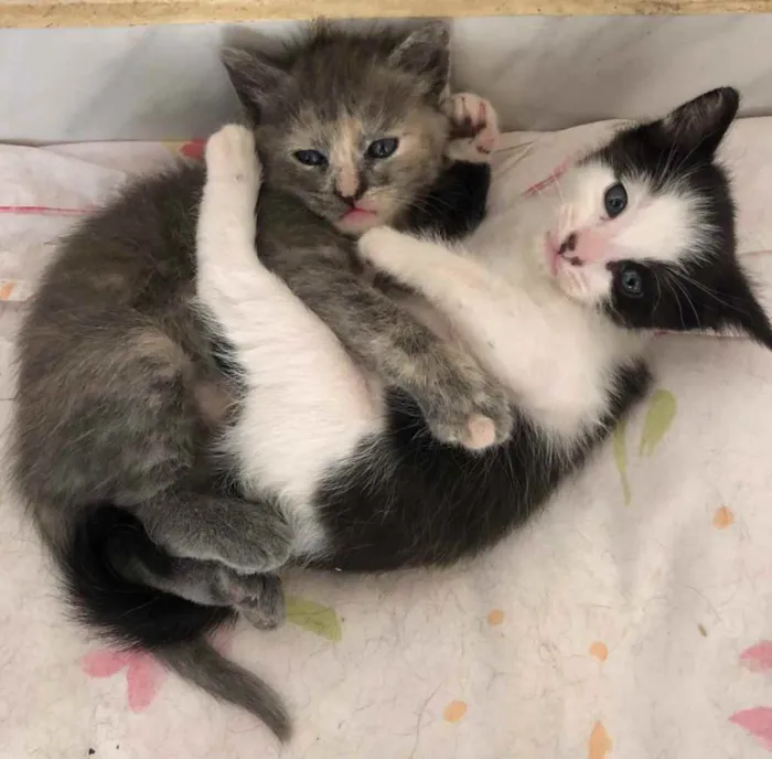 Gato ra a  idade 2 a 6 meses nome Neném e filhotinhos