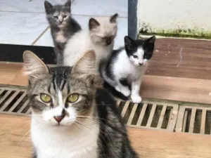 Gato raça  idade 2 a 6 meses nome Neném e filhotinhos