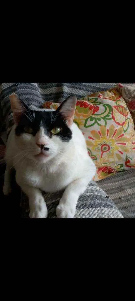 Gato ra a Srd idade 2 anos nome Gaia
