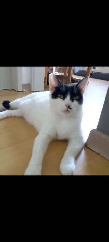 Gato ra a Srd idade 2 anos nome Gaia