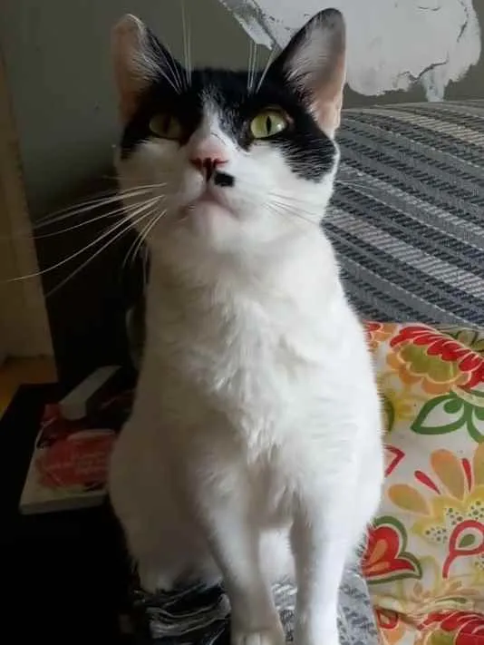 Gato ra a Srd idade 2 anos nome Gaia