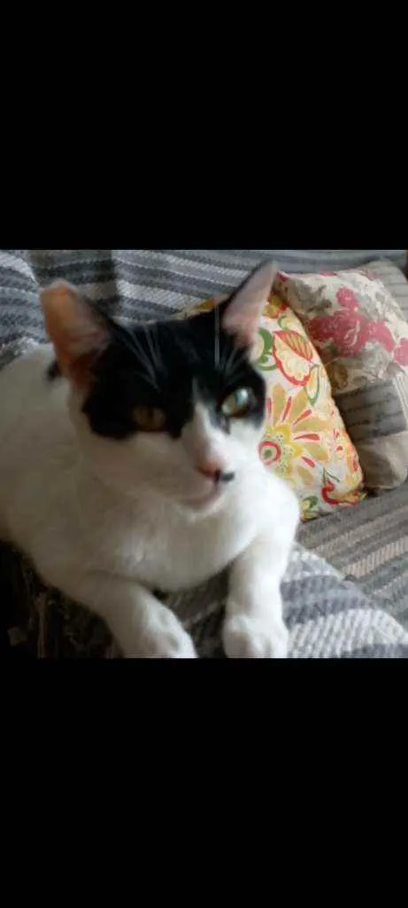 Gato ra a Srd idade 2 anos nome Gaia