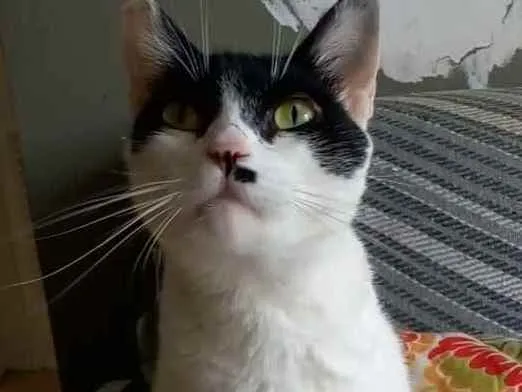 Gato ra a Srd idade 2 anos nome Gaia