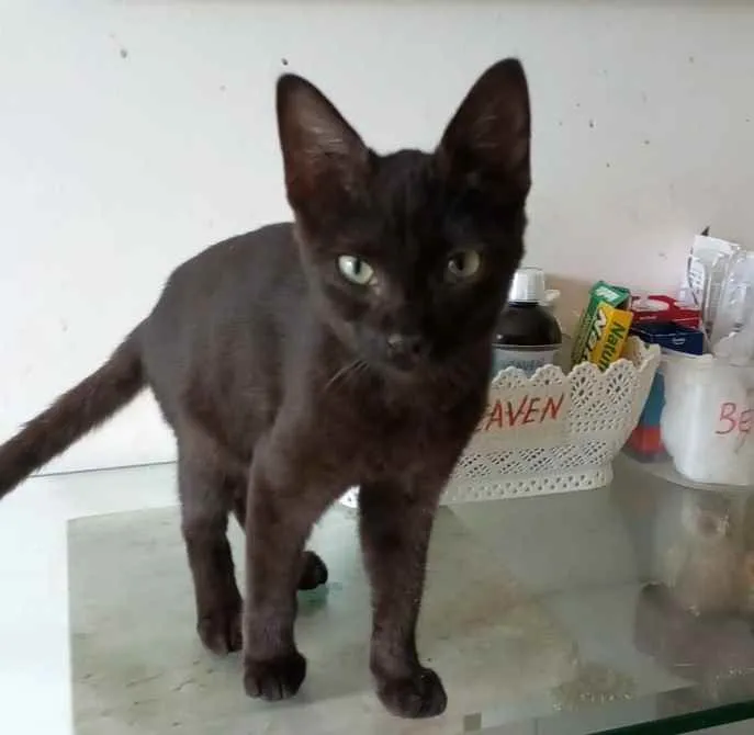 Gato ra a Srd idade 2 a 6 meses nome Iara