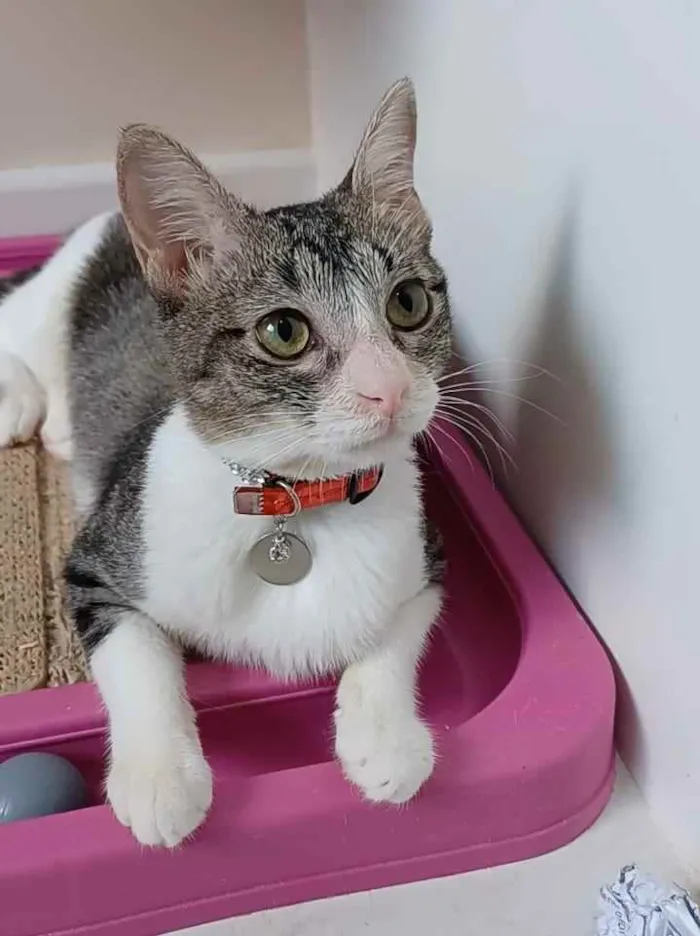 Gato ra a Srd idade 7 a 11 meses nome Ana
