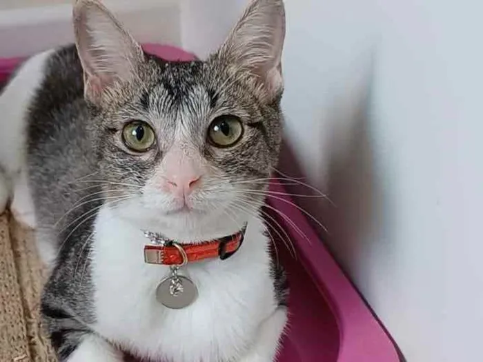 Gato ra a Srd idade 7 a 11 meses nome Ana