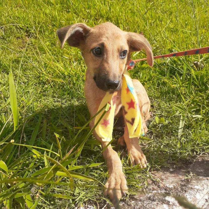 Cachorro ra a Srd idade 2 a 6 meses nome Barthor