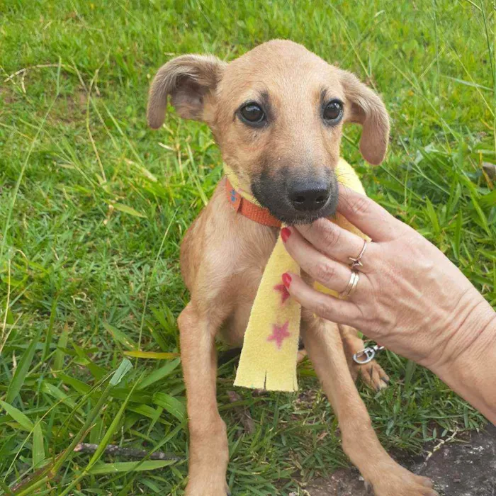Cachorro ra a Srd idade 2 a 6 meses nome Barthor