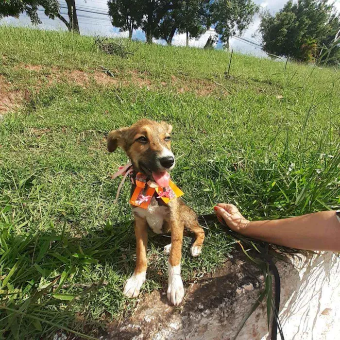 Cachorro ra a Srd idade 2 a 6 meses nome Lilica