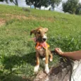 Lilica