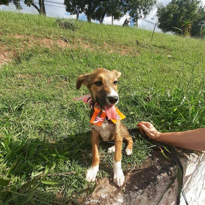 Cachorro ra a Srd idade 2 a 6 meses nome Lilica