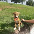 Lilica