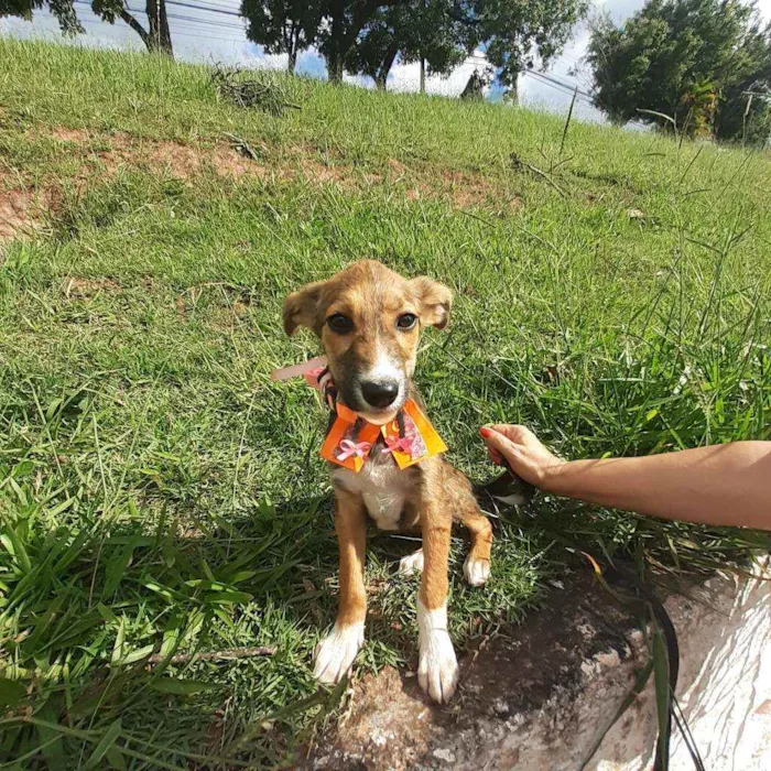 Cachorro ra a Srd idade 2 a 6 meses nome Lilica