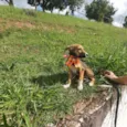 Lilica