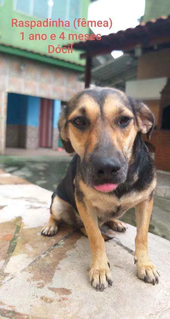 Cachorro ra a Virá lata e mestiço  idade 1 ano nome Raspadinha