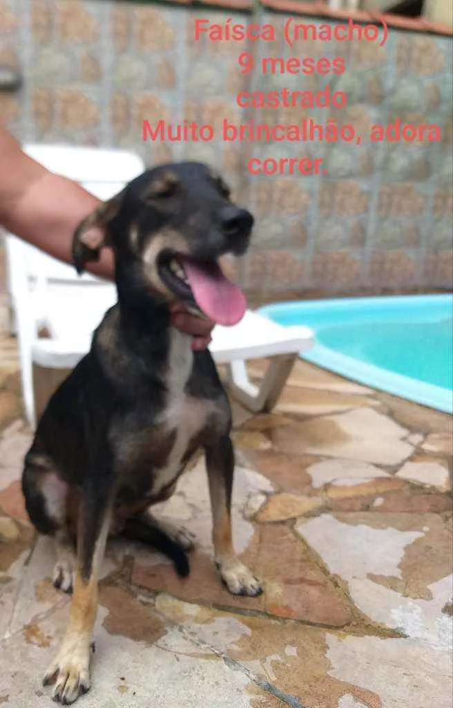 Cachorro ra a Mestiça  idade 1 ano nome Faísca 