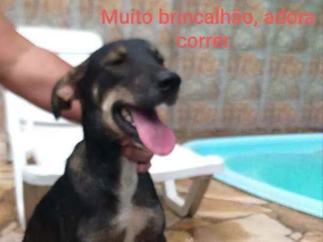 Cachorro ra a Mestiça  idade 1 ano nome Faísca 