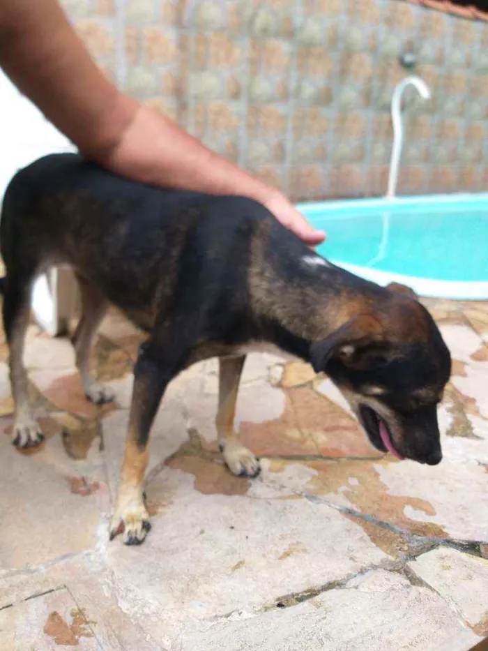 Cachorro ra a Mestiça  idade 1 ano nome Faísca 