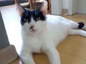Gato raça Srd idade 2 anos nome Gaia