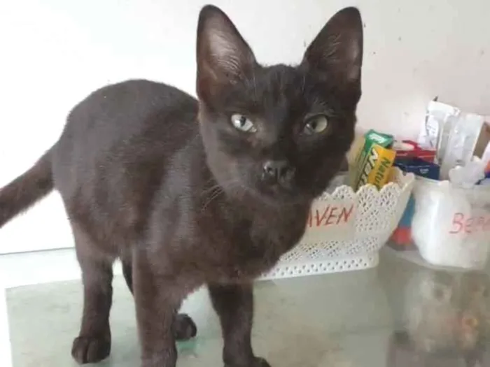 Gato ra a Srd idade 2 a 6 meses nome Iara