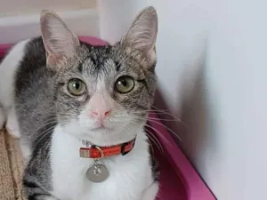 Gato raça Srd idade 7 a 11 meses nome Ana