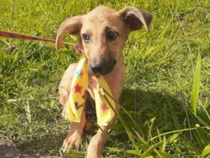 Cachorro raça Srd idade 2 a 6 meses nome Barthor