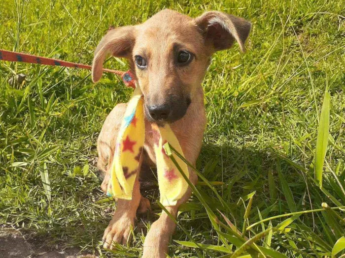 Cachorro ra a Srd idade 2 a 6 meses nome Barthor