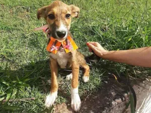 Cachorro raça Srd idade 2 a 6 meses nome Lilica