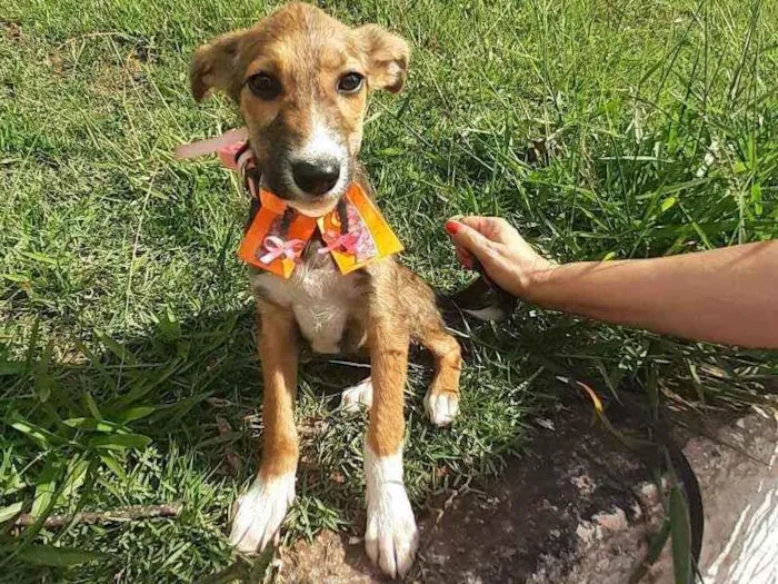 Cachorro ra a Srd idade 2 a 6 meses nome Lilica