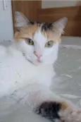 Milla