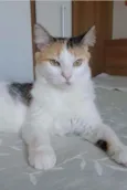 Milla