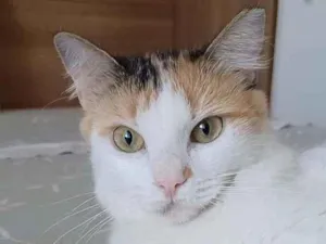 Gato raça Srd idade 7 a 11 meses nome Milla