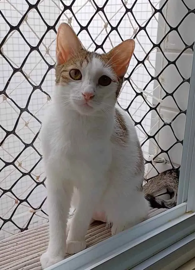 Gato ra a Srd idade 7 a 11 meses nome THÉO