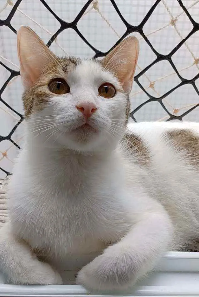 Gato ra a Srd idade 7 a 11 meses nome THÉO